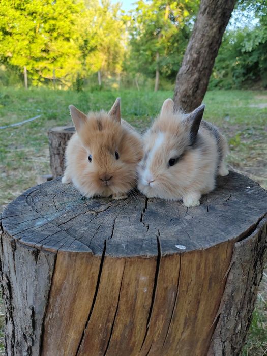Vând iepuri cap de leu rasă pură