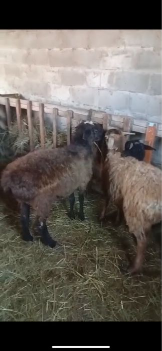 Продам 2 барана и 1 маленького барашка