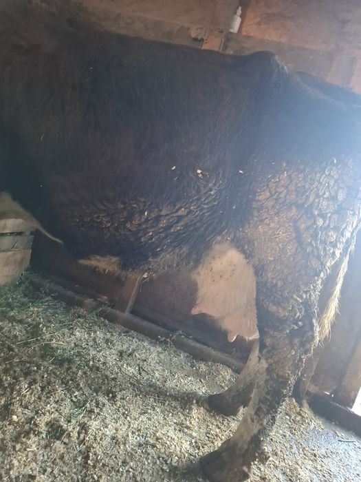 Vand faca baltata romaneasca pe negru cu vitel