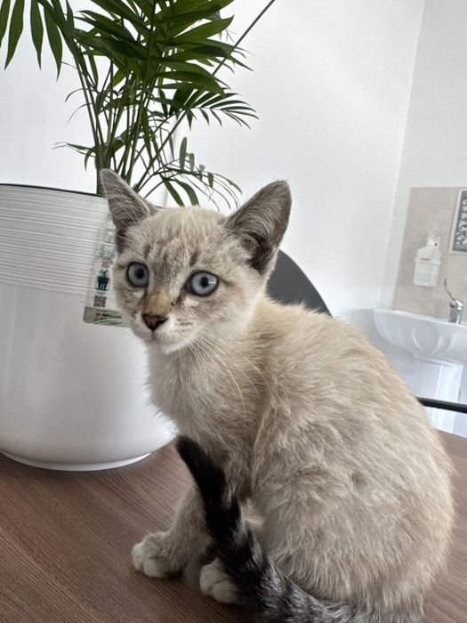 Котенок в хорошие руки
