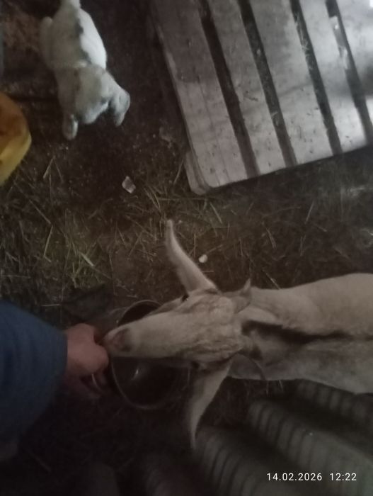 Продам козу с козленком