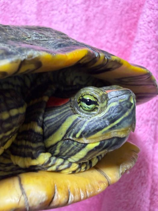 Продаётся красноухая черепаха