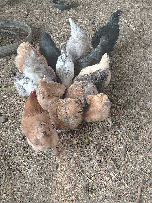 Продам домашних курочек