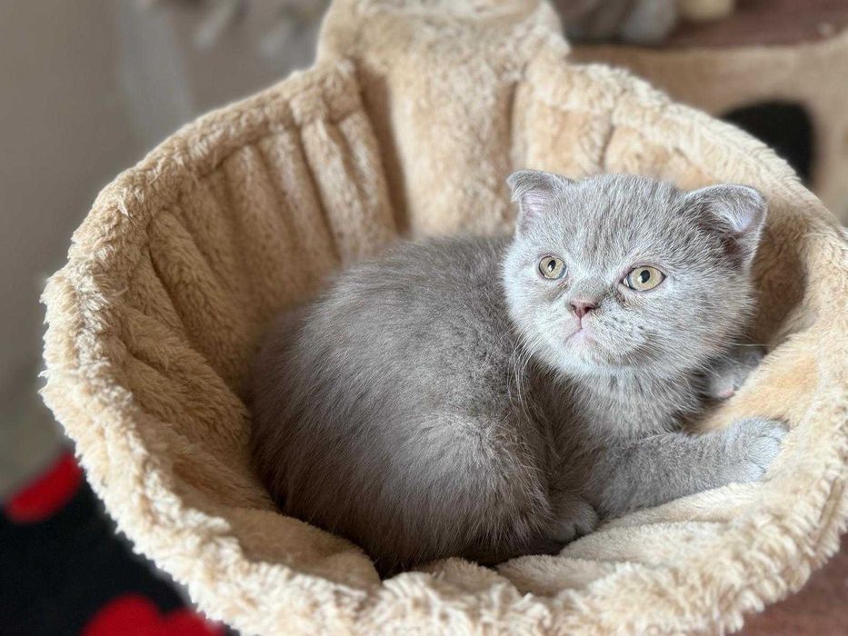 British Shorthair și Scottish Fold