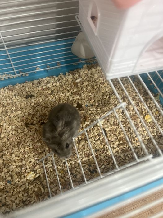 Хомяк джунгарский