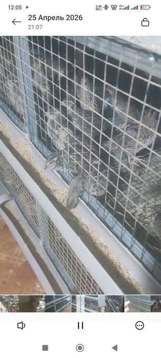 Бедана цыпленок сотаман