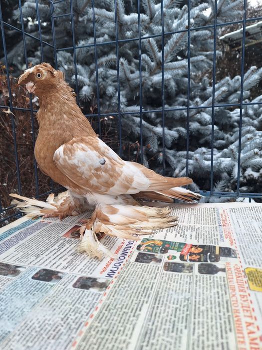 Продам голубя по наватам