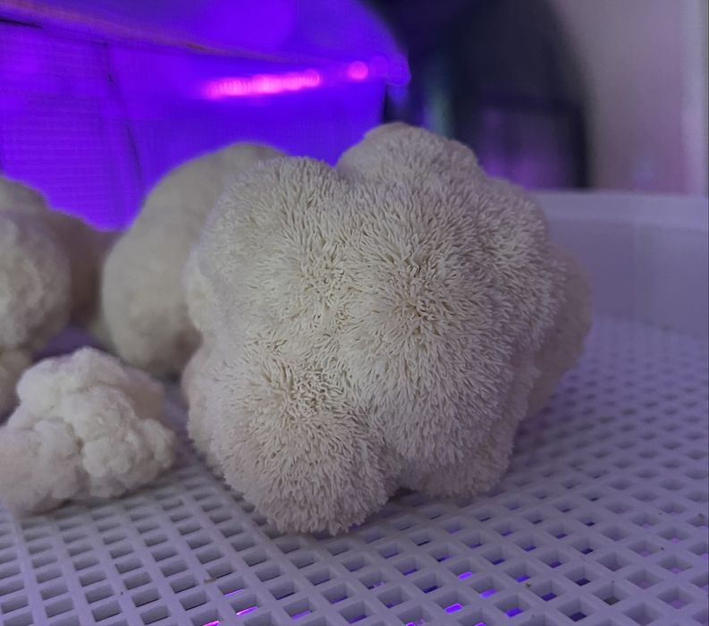 Ciuperci Lion’s Mane (Coama leului)