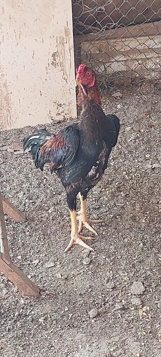 Бойцовый кораздар сатылады