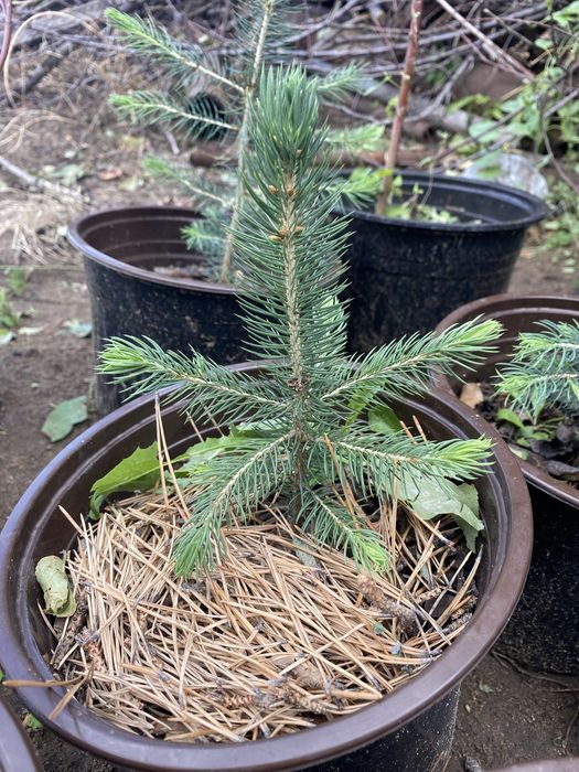 Продам сеянец - Ель голубая