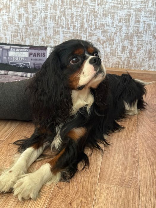 Вязка-кавалер_кинг_чарльз_спаниэль