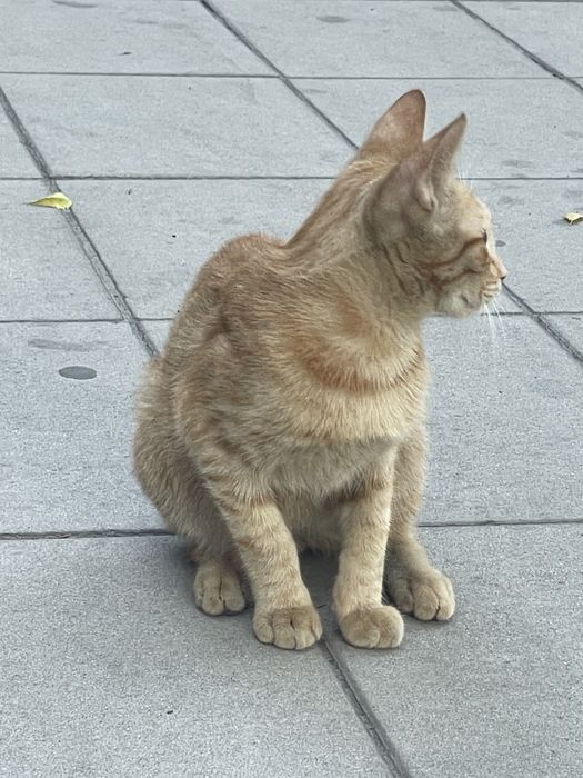 Рыжый котенок ищет дом