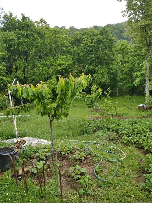 Продава се Къща в Драгоман - 30 кв.м за 986 €/кв.м - Снимка #16