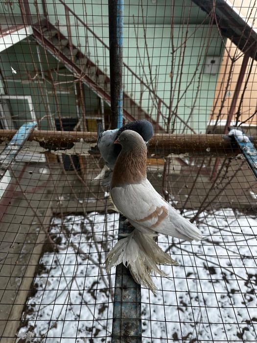 Голуби декоротивные