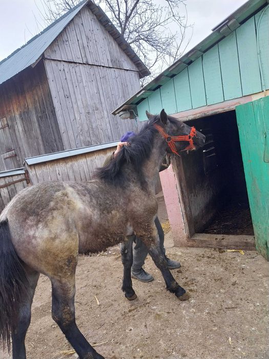 Manz de 1 an ,bland!