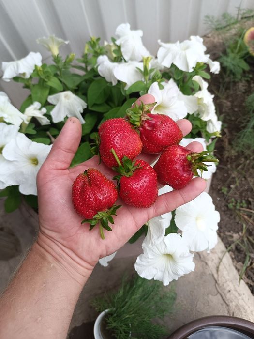 Продам рассаду клубники