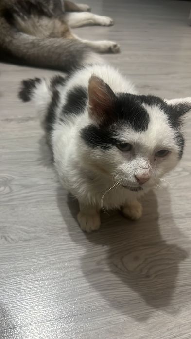 Donez motănel iubitor