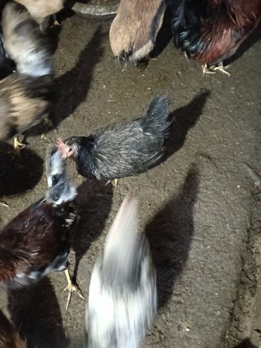 Продам  Черных домашних Курей