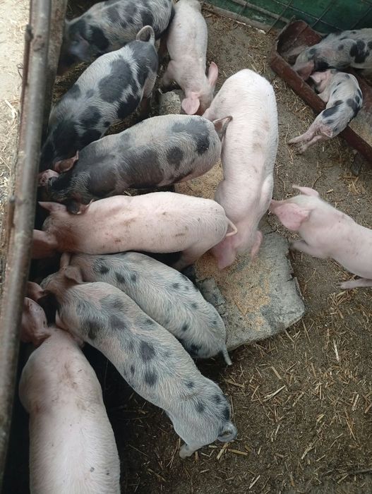 Vând ce se vede in poza