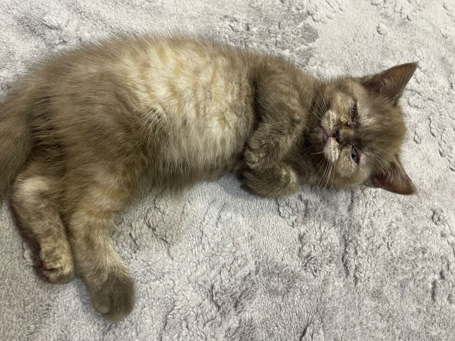 Британские короткошерстные  котята