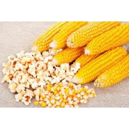 Зерно для попкорна