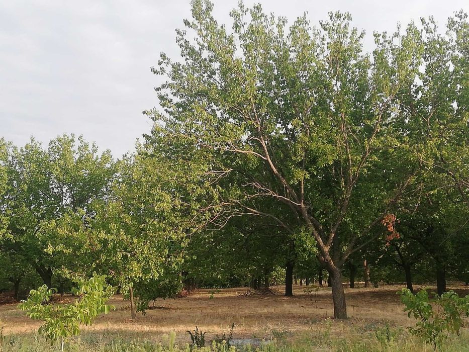 Продава се Земеделски имот в с. Калипетрово, Област Силистра -  кв.м за 5100 €/дка - Снимка #2