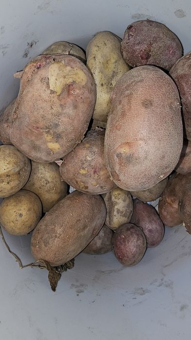 Продам дачный картофель