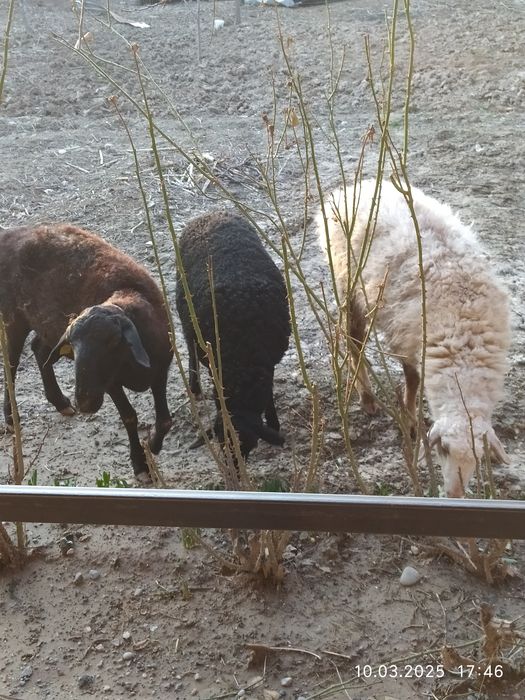 Келысым бар хабарласындар