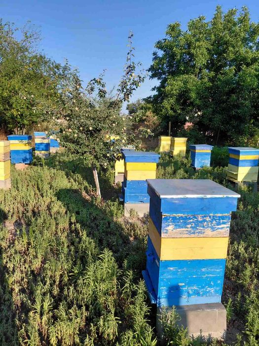 Продавам пчелни семейства и парцел УПИ