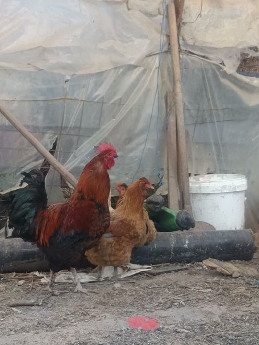 Vând cocos Marans de anul trecut