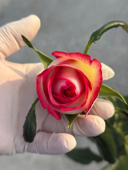 Свежесрезанные розы с теплицы