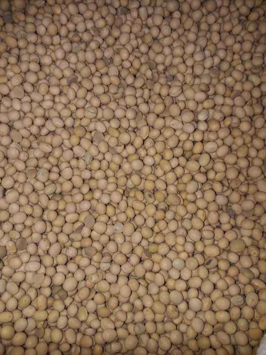 Vând soia producție 2025