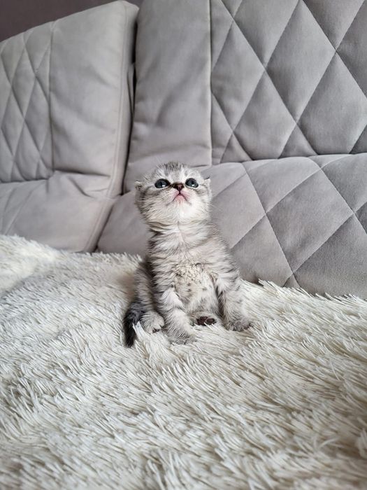 Скоттиш фолд окраса вискас