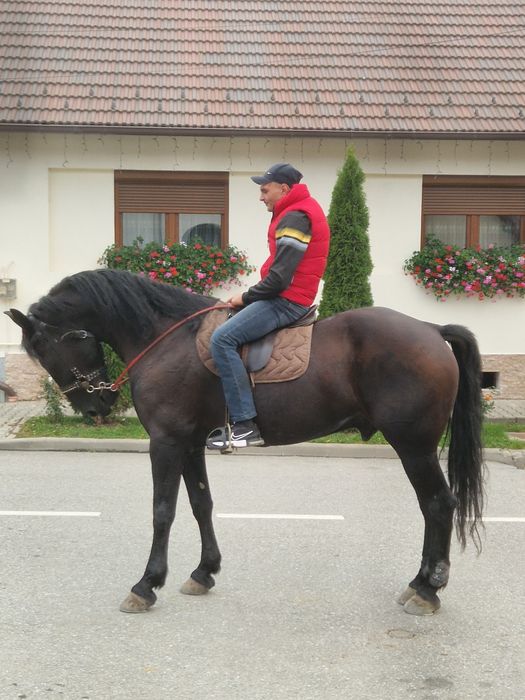 Vand cal metis de Nonius cu Frizian