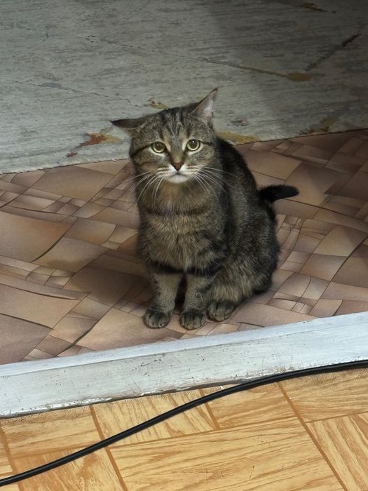 отдаем кошку в добрые руки