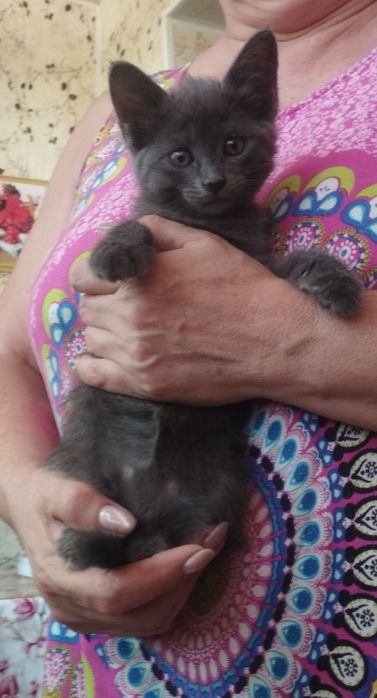 Котёнок в добрые руки бесплатно