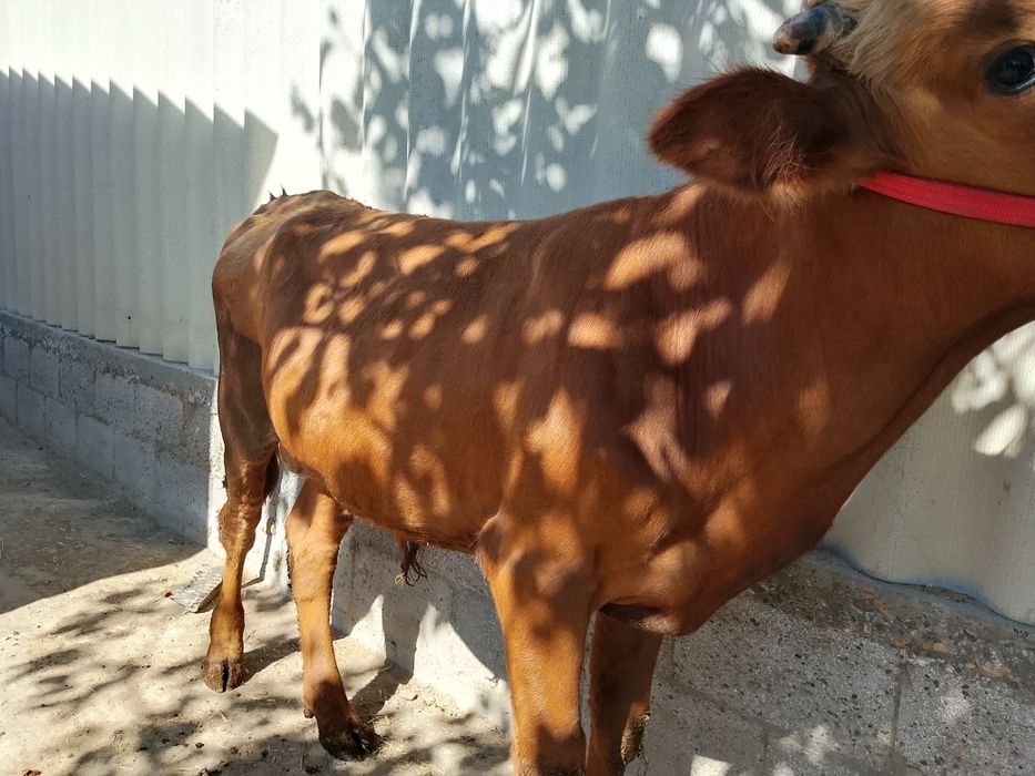Zotdor buqa sotiladi. Yemga tayyor. Ferma moli.narxini yana kelishamiz