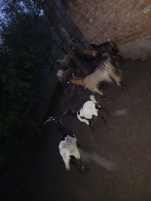 Dau la schimb pe o vaca  10 capre  si o vitea de 5 luni