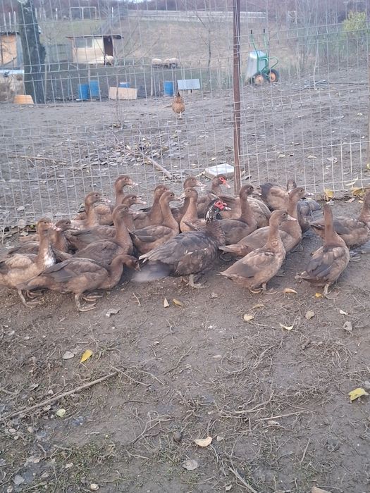 Rate mute, trimit în țară