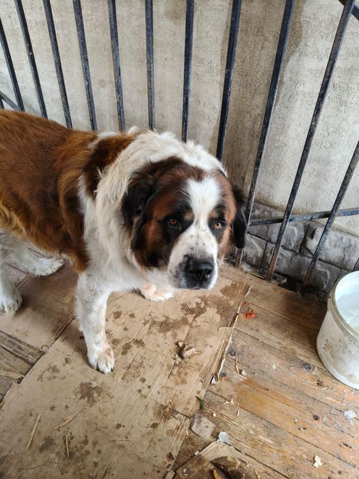 Продается московская старажевая