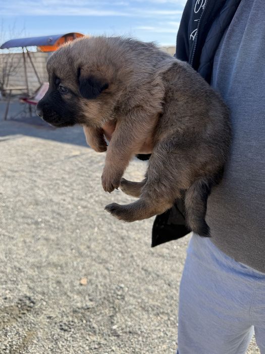 Немецкий овчарка  сатылады