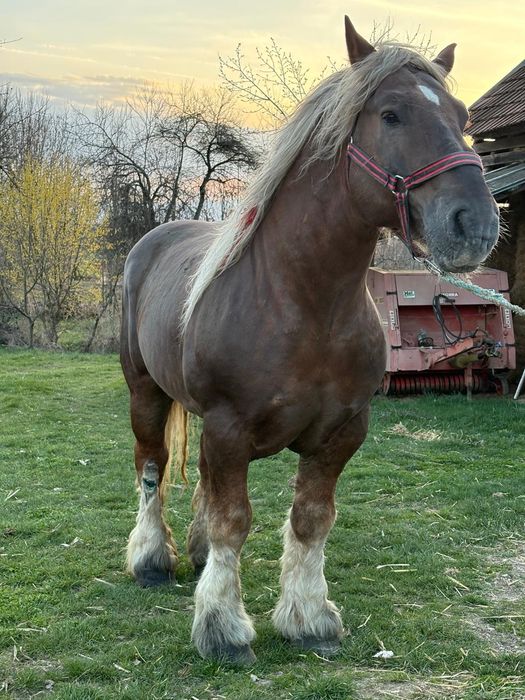 Armăsar greu pentru monta