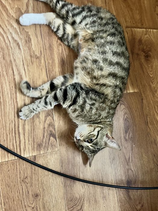 hadyaga chiroyli aqlli yaxshi qiz bola mushuk tugmaydi