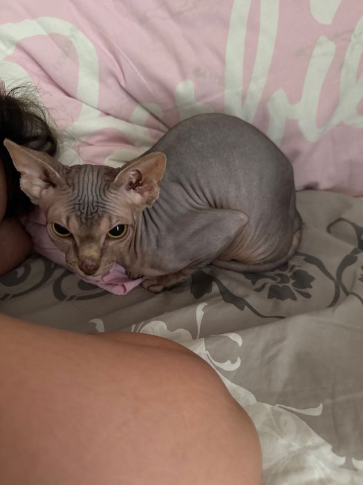 Продам кошечку Сфинкс