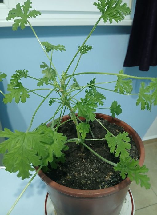 Индрише  в саксия