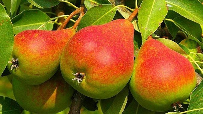 Pomi Fructiferi Străvechi Glia Strămoșească (Soiuri De Peri )