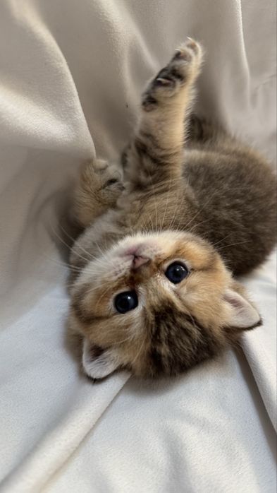 Продаются котята британской шиншилы