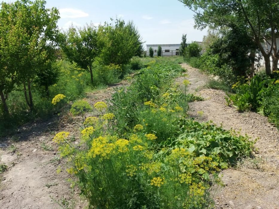 Фазенда сатылады!