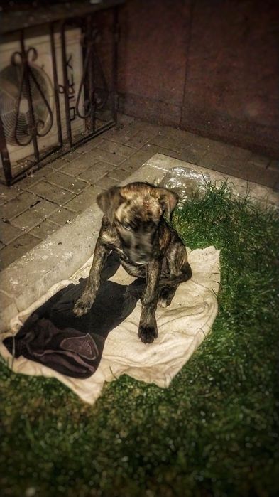 Бесплатно собака