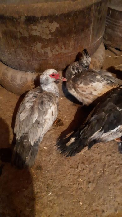 Индаутки крупные